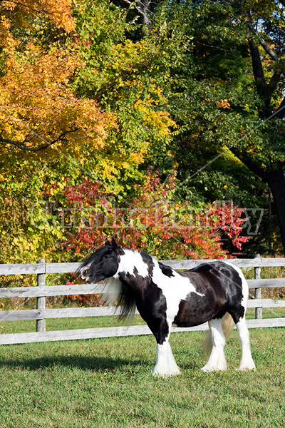 Gypsy Vanner horse