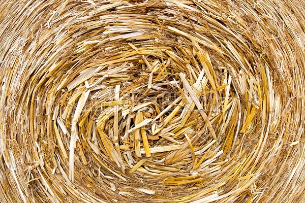 Close-up frame filling photo of the center of a round bale of oat straw