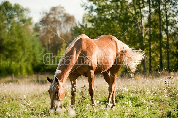 Palomino Quarter Horse