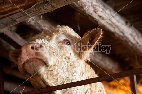 Charolais Bull