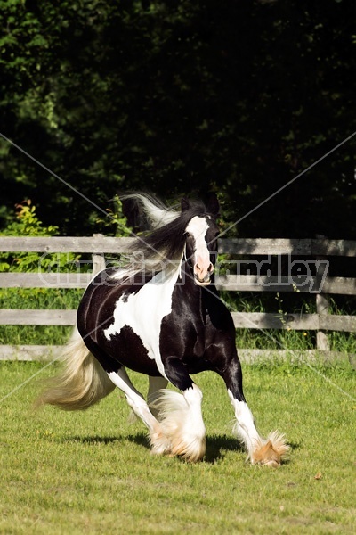 Gypsy horses