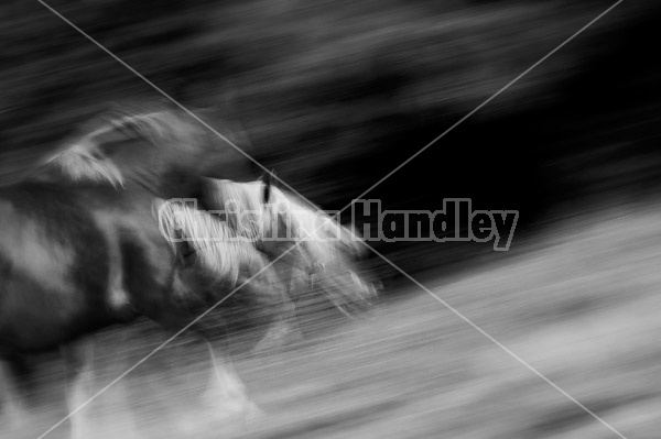 Horses photographed with slow shutter speed to create motion blur and imply movement