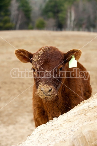 Beef Calves