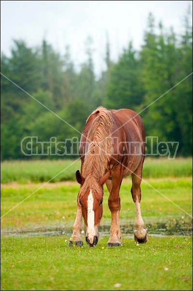 Young Belgian draft horse 