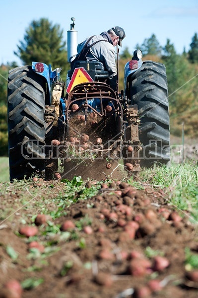 Digging potatoes on a small family farm