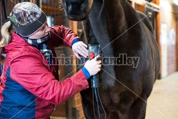 Woman clipping horse