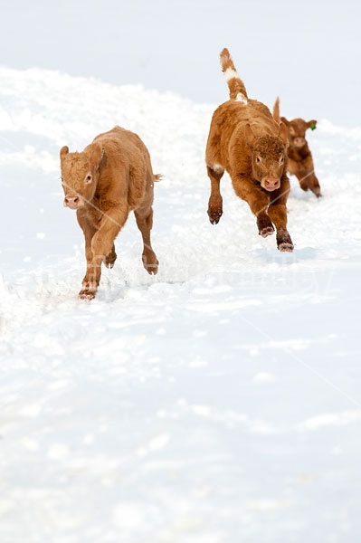 Young Beef Calves Running in the Snow