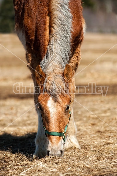 Yearling Belgian Gelding