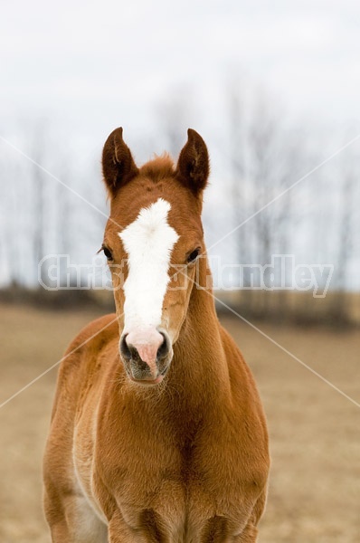 Paint foal portrait