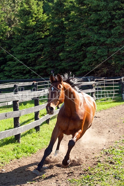 Dutch Warmblood Thoroughbred cross gelding