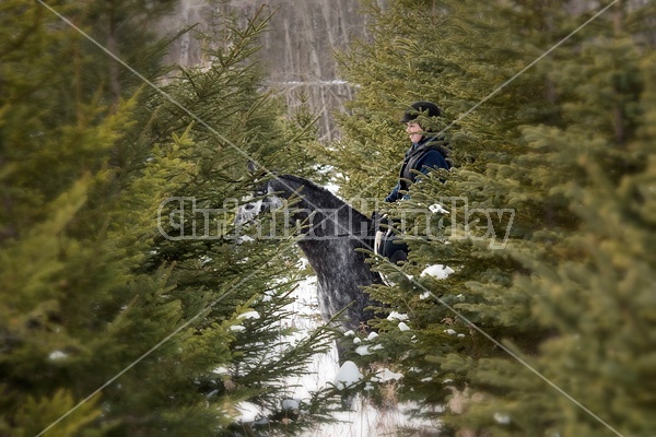 Woman riding Hanoverian mare through forest