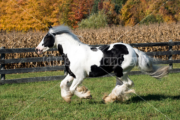 Gypsy Vanner horse