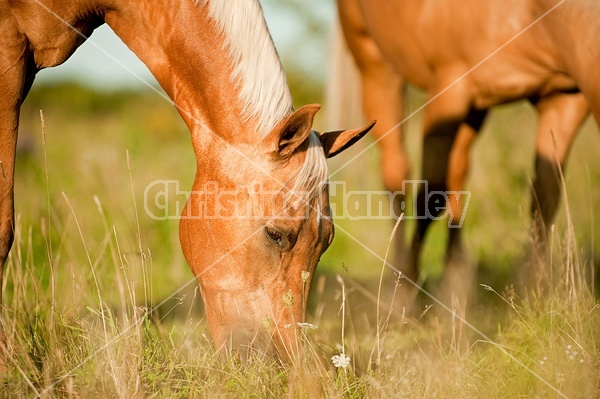 Palomino Quarter Horse