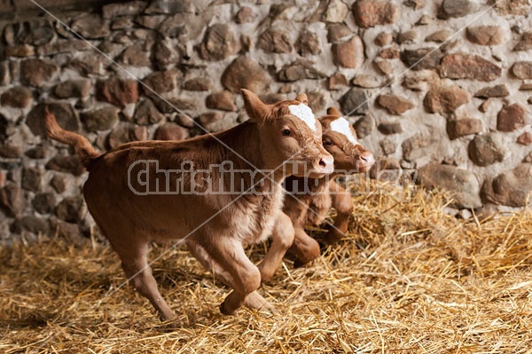 Twin Beef Calves