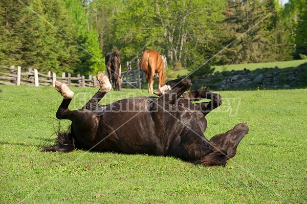 Rocky Mountain Horse rolling in the grass