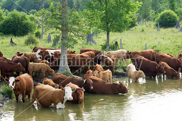 Beef cattle standing in pond drinking water