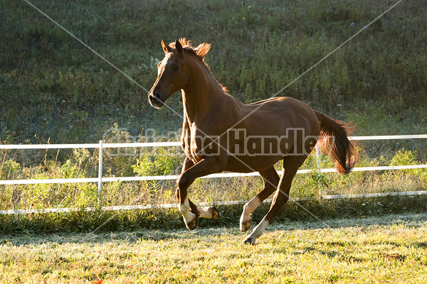 Chestnut Thoroughbred horse galloping in paddock