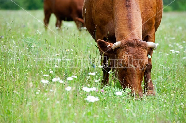 Herd of Beef Cattle