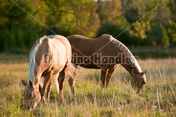 Palomino Quarter Horse