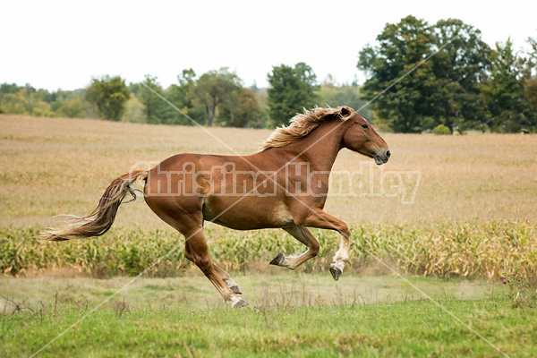 Horses galloping in field