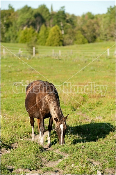 Rocky Mountain Horse