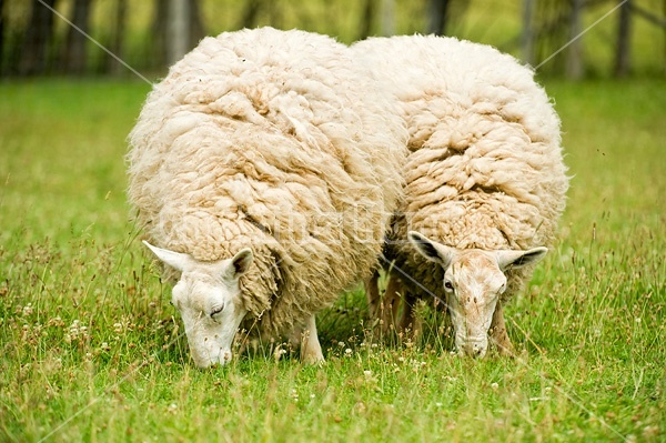 Sheep on summer pasture.