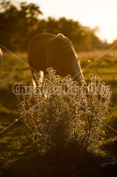 Palomino Quarter Horse