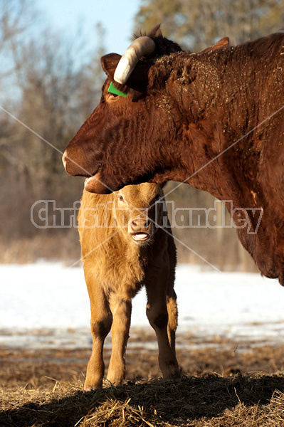 Beef cow and calf