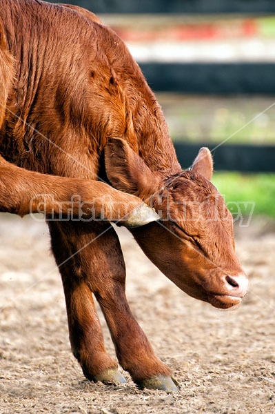 Baby Beef Calf