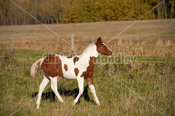 Young paint foal running through field.