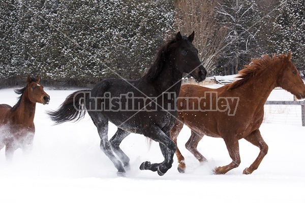 Three horses galloping through snow