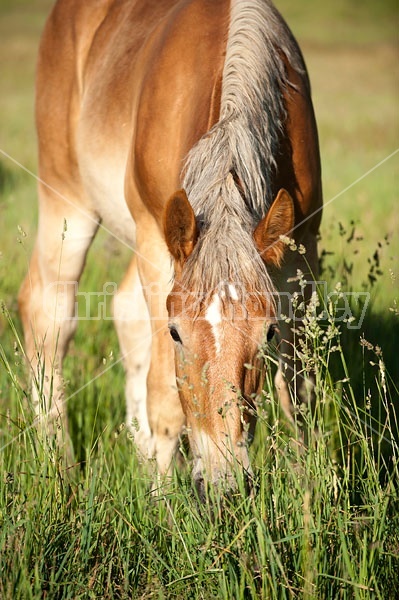 Young Belgian draft horse