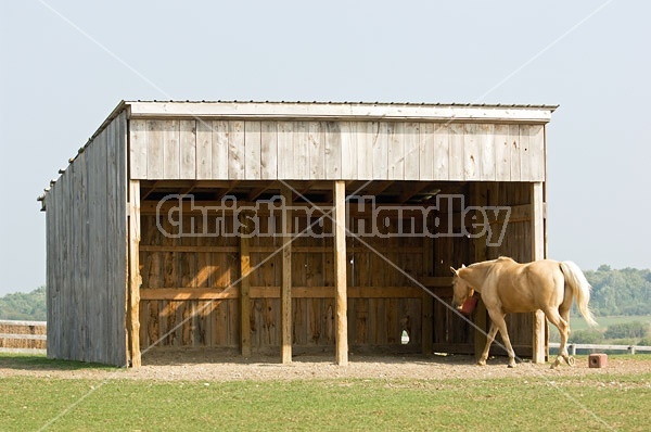 Palomino Quarter horse