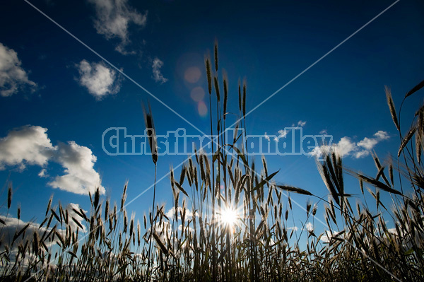 Wheat field