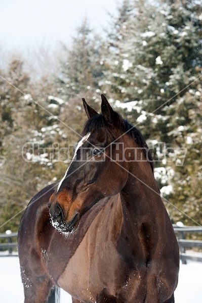 Portrait of a bay horse outside in the snow