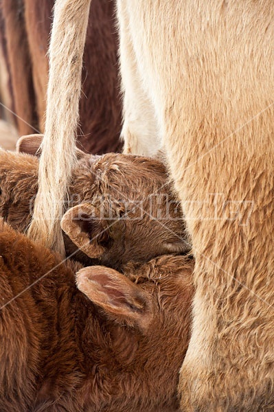 Twin beef calves suckling cow