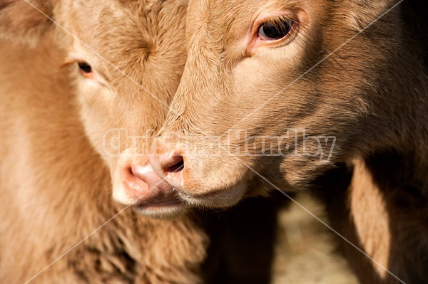 Two Charolais calves 