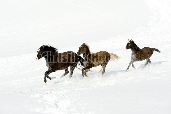 Herd of Rocky Mountain Horses Galloping in Snow