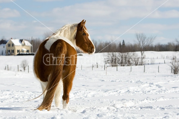 Paint horse in the snow