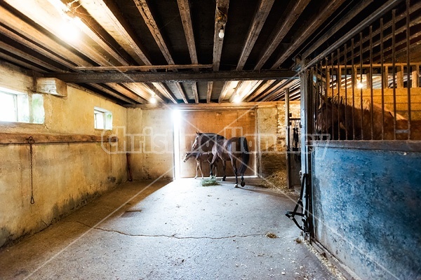 Mare and newborn foal loose in barn aisle