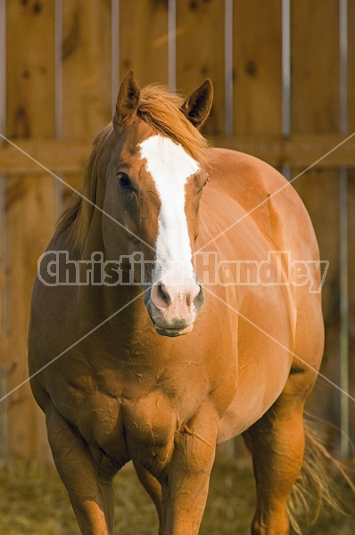 Quarter horse mare