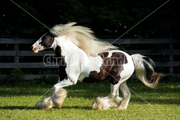 Gypsy horses