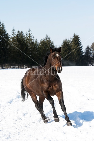 Quarter horse stallion running in deep snow