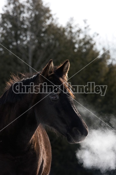 Dark bay horse standing outside in the winter on a cold day. Snorting cold breath