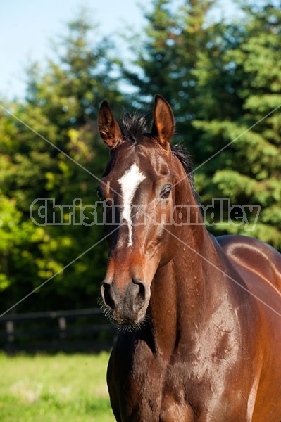 Thoruoghbred gelding