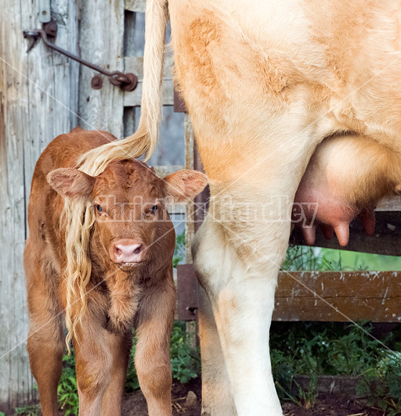 Charolais beef cow and calf