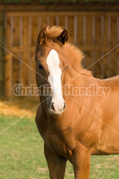 Quarter horse foal