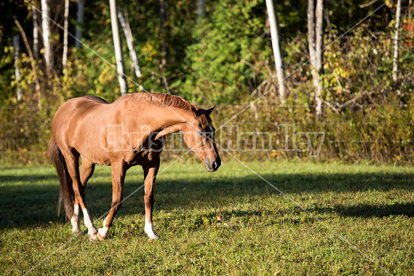 Chestnut Thoroughbred on autumn pasture