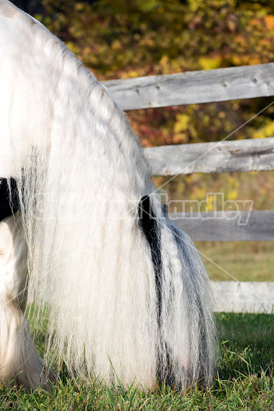 Gypsy Vanner horse