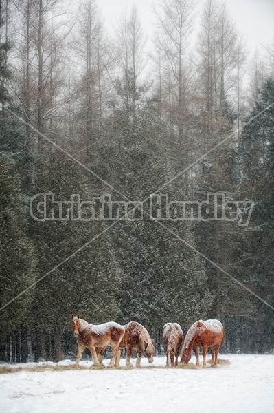 Photo of Belgian draft horses